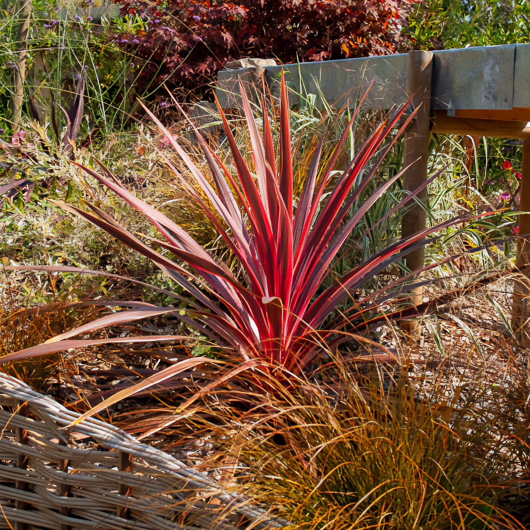 Cordyline australis Pink Passion® - Australische Keulenlilie Pink Passion® - Cordyline