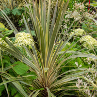 Australische Keulenlilie Torbay Dazzler® - Cordyline australis Torbay Dazzler® - Bakker