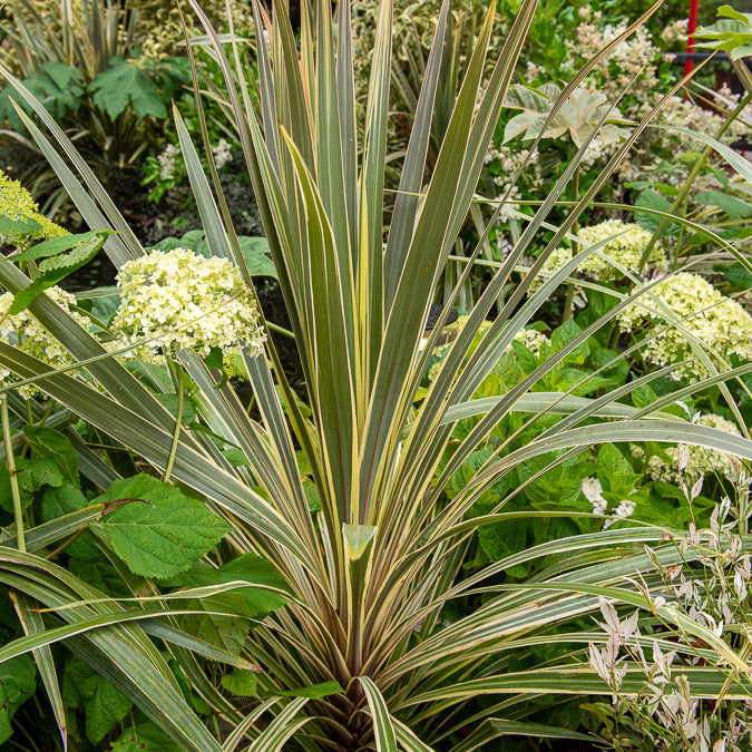 Australische Keulenlilie Torbay Dazzler® - Cordyline australis Torbay Dazzler® - Bakker