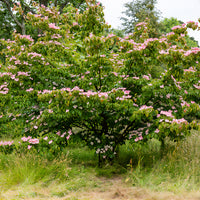 Blühende Bäume - Japanischer Hartriegel Satomi - Cornus kousa Satomi