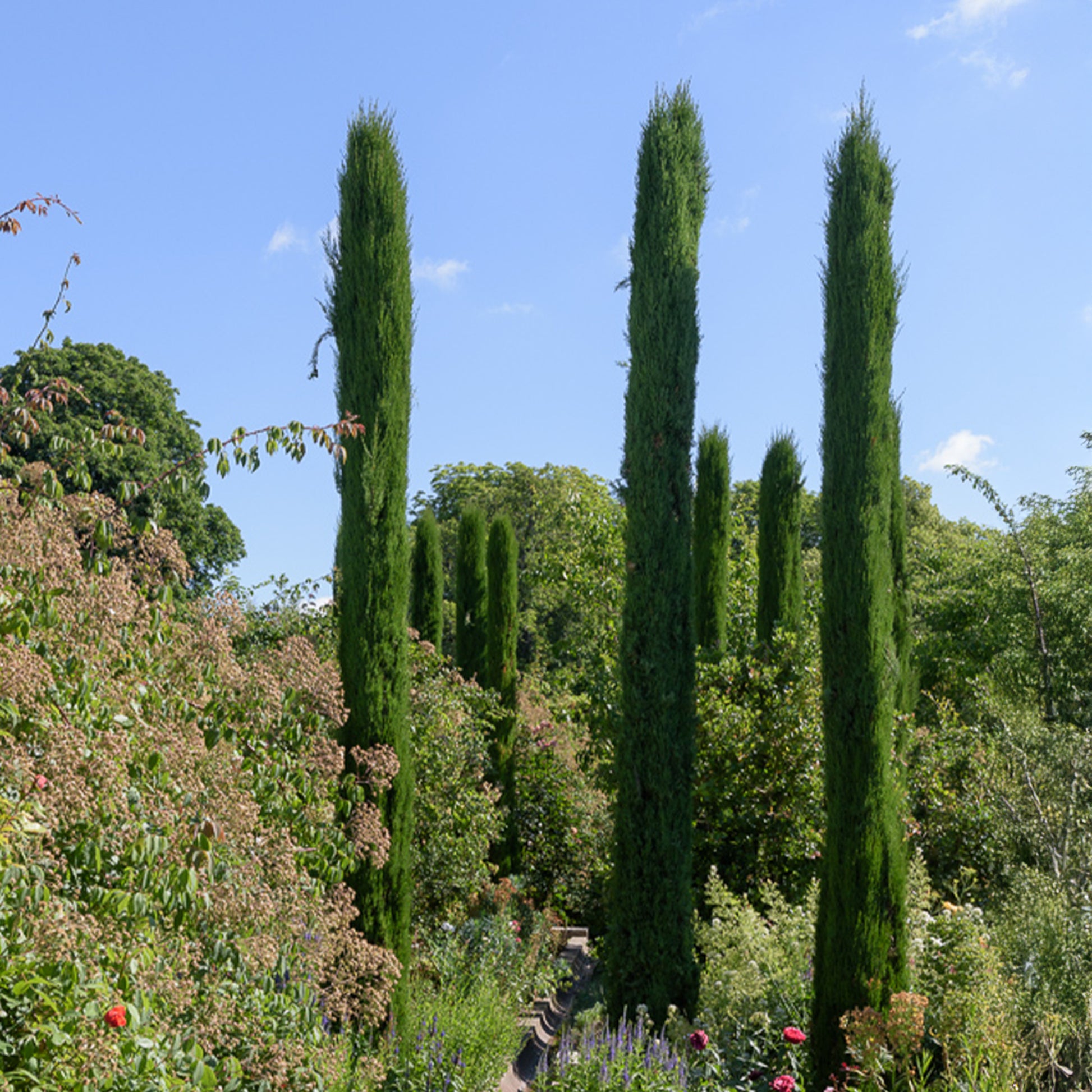 Italienische Zypresse Stricta - Cupressus sempervirens Stricta - Bakker