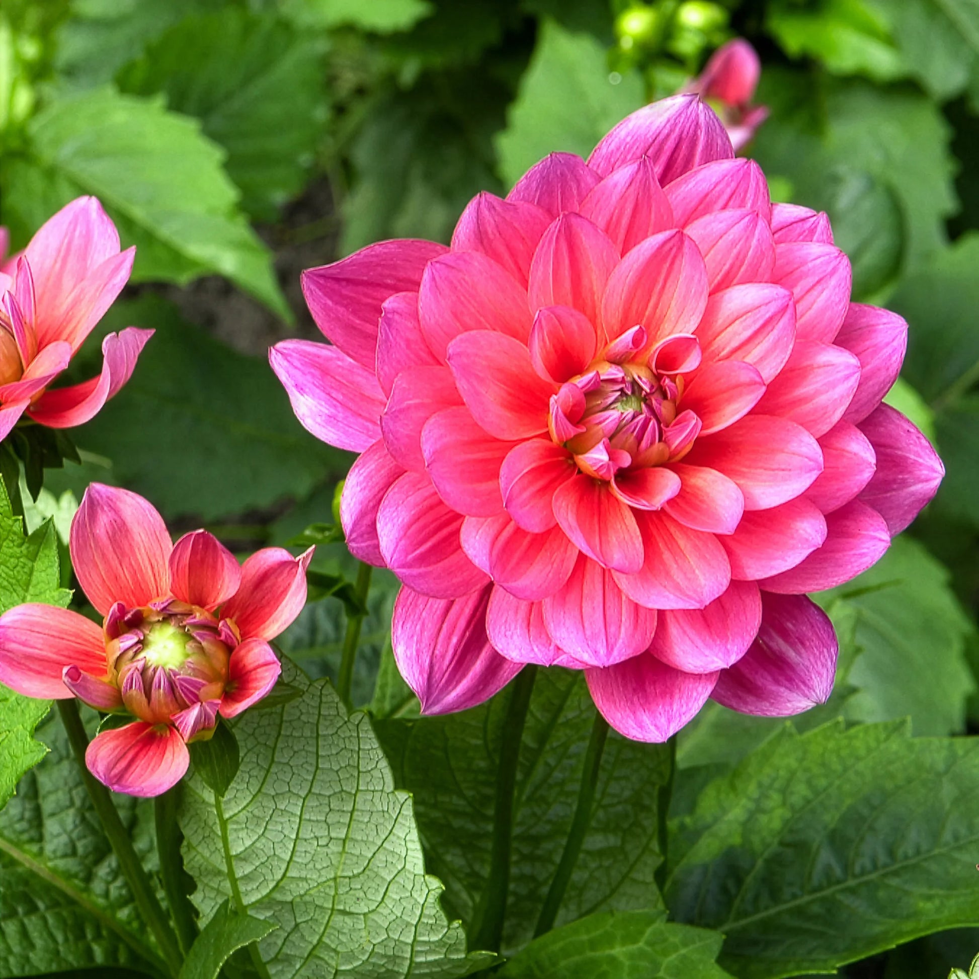 Dahlia Berliner Kleene - Zwerg-Dekorative Dahlie Berliner Kleene - Dahlien-Zwiebeln