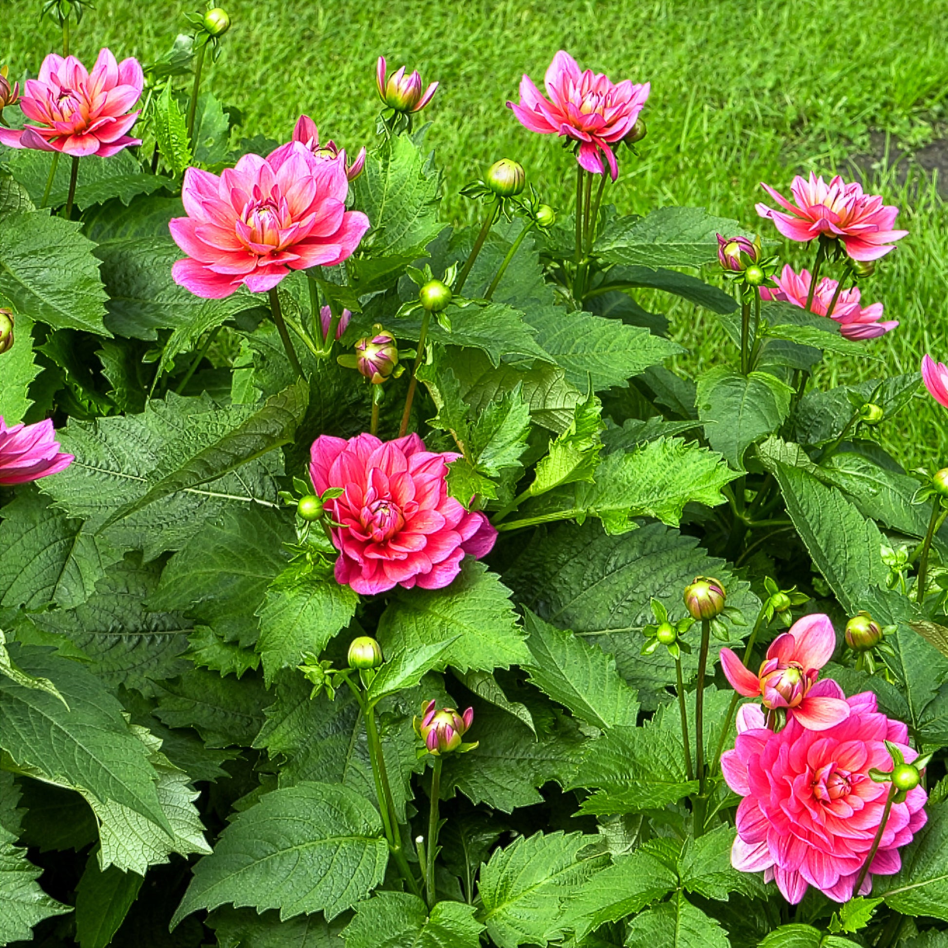 Dahlien-Zwiebeln - Zwerg-Dekorative Dahlie Berliner Kleene - Dahlia Berliner Kleene