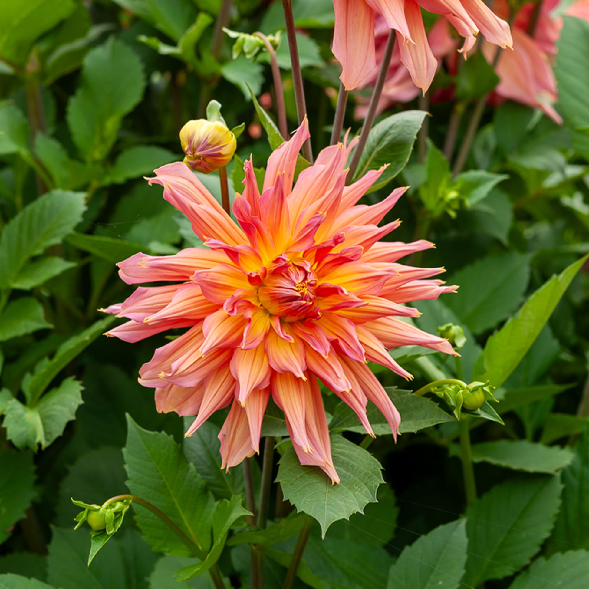 Kaktusdahlie ‘Omega’ - Dahlia Omega - Bakker