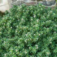 Transatlantischer Seidelbast Pink Fragrance® - Daphne transatlantica Pink Fragrance - Bakker