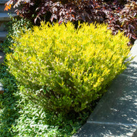 Diosma ‘Sunset Gold’ - Bakker