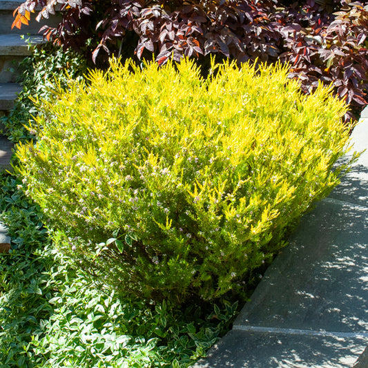 Diosma ‘Sunset Gold’ - Bakker