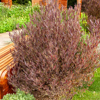 Dodonäa 'Purpurea' - Dodonaea viscosa Purpurea - Bakker