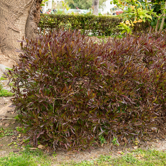 Dodonäa 'Purpurea' - Bakker