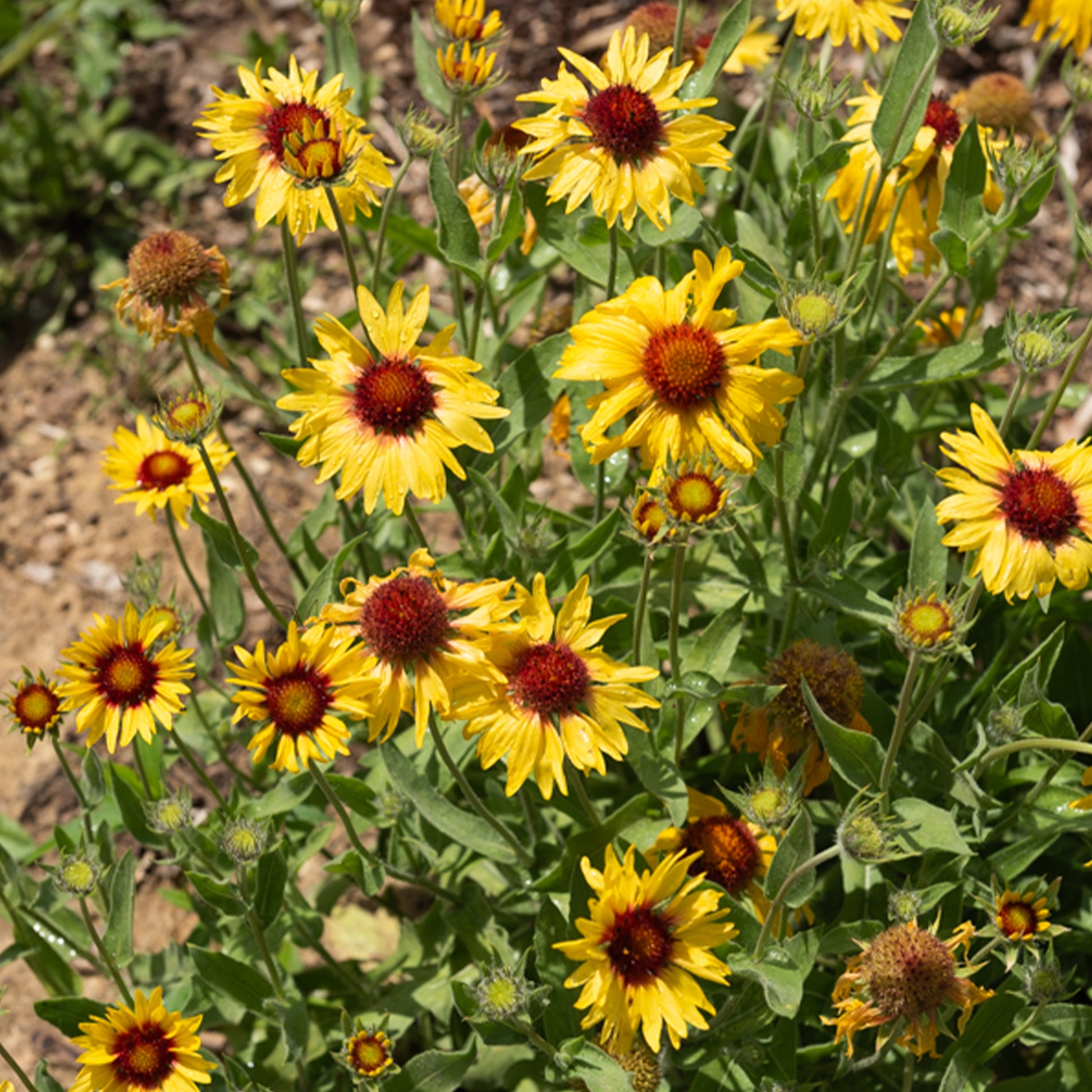 Kokardenblume ‘Amber Wheels’ - Gaillarde aristata Amber Wheels - Bakker
