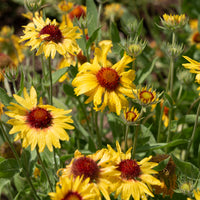Kokardenblume ‘Amber Wheels’ - Bakker