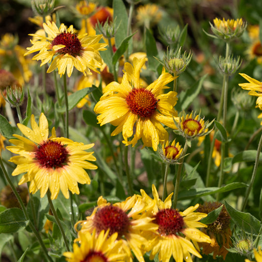 Kokardenblume ‘Amber Wheels’ - Bakker