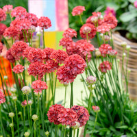 Armeria pseudarmeria Ballerina Red - Grasnelke ‘Ballerina Red’ - Spanisches Gras