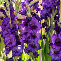 Gladiole ‘Purple Flora’ - Bakker
