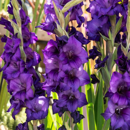Gladiole ‘Purple Flora’ - Bakker