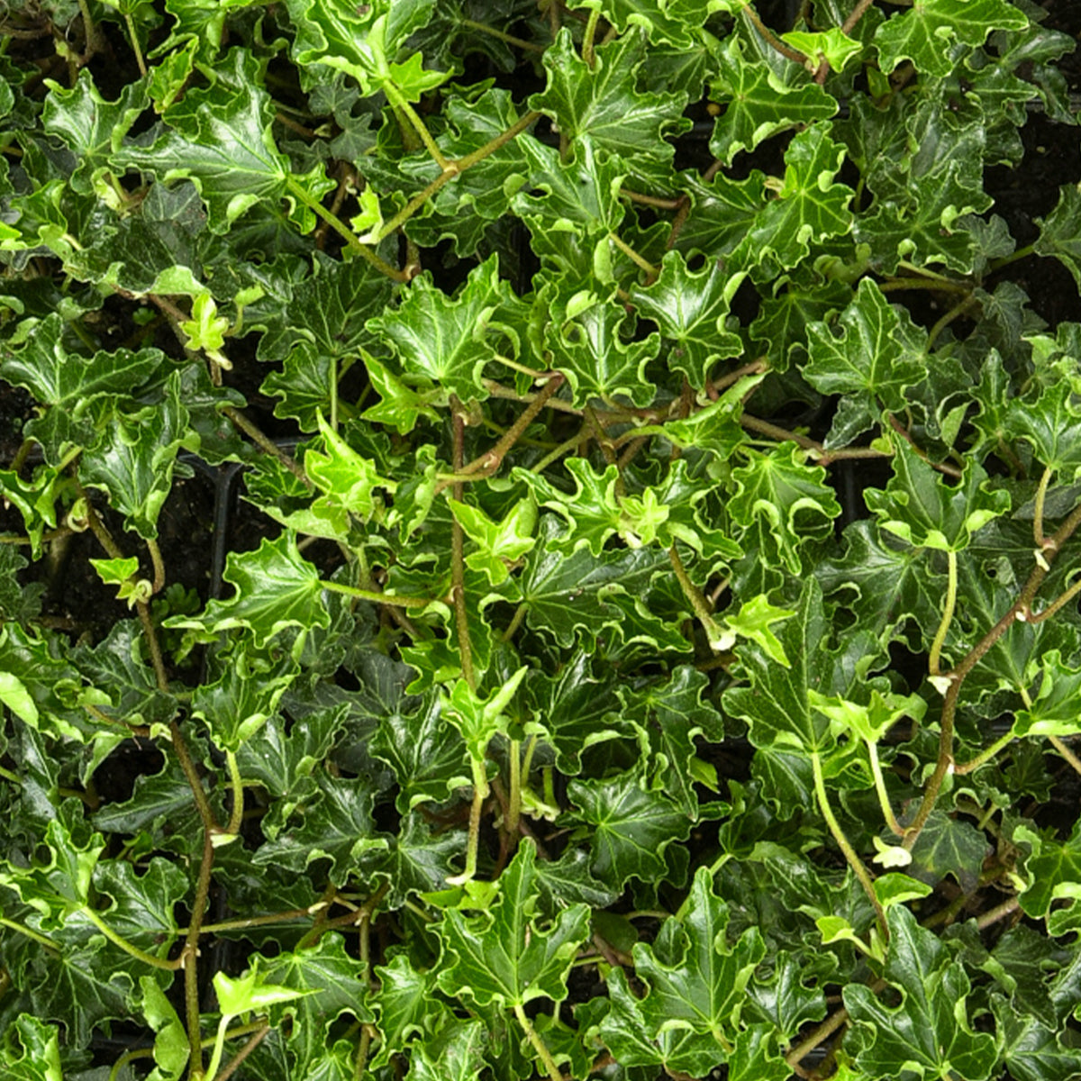 Efeu Ivalace - Hedera helix Ivalace - Bakker