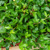 Efeu Shamrock - Hedera helix Shamrock - Bakker
