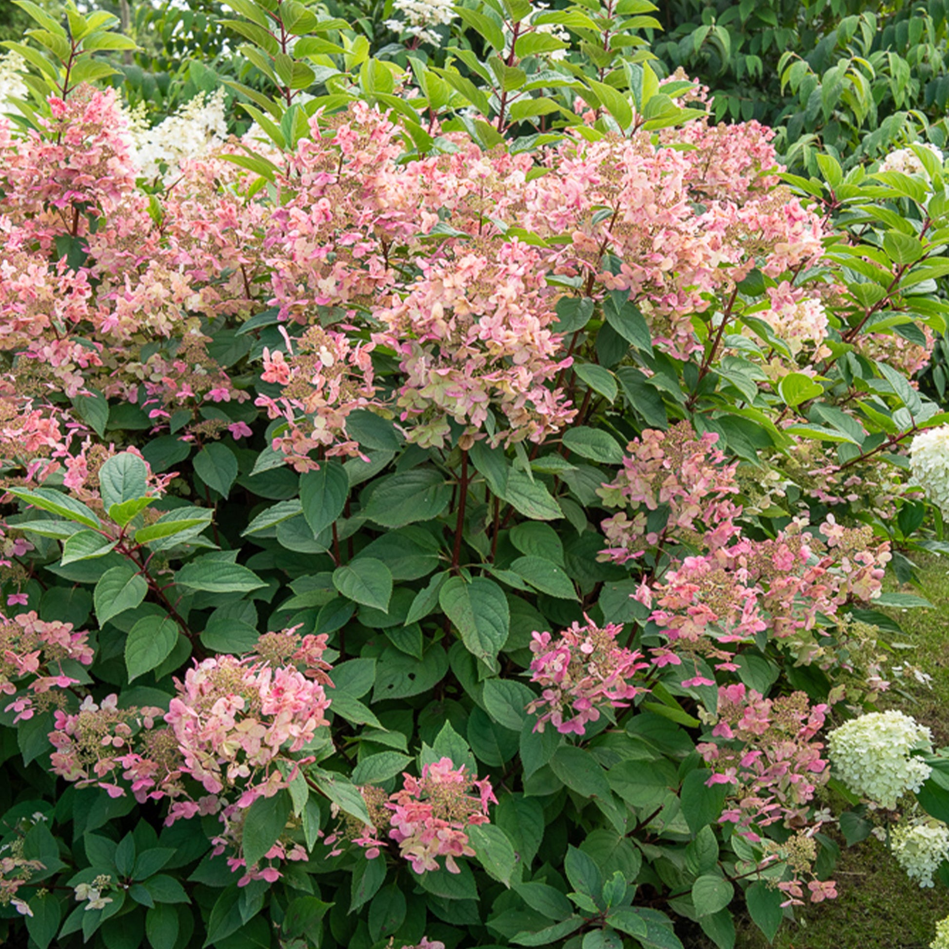 Rispenhortensie ‘Wims Red’ - Hydrangea paniculata Wims red - Bakker