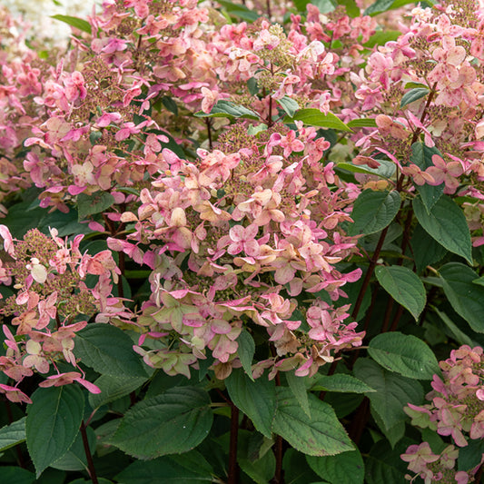 Rispenhortensie ‘Wims Red’ - Bakker