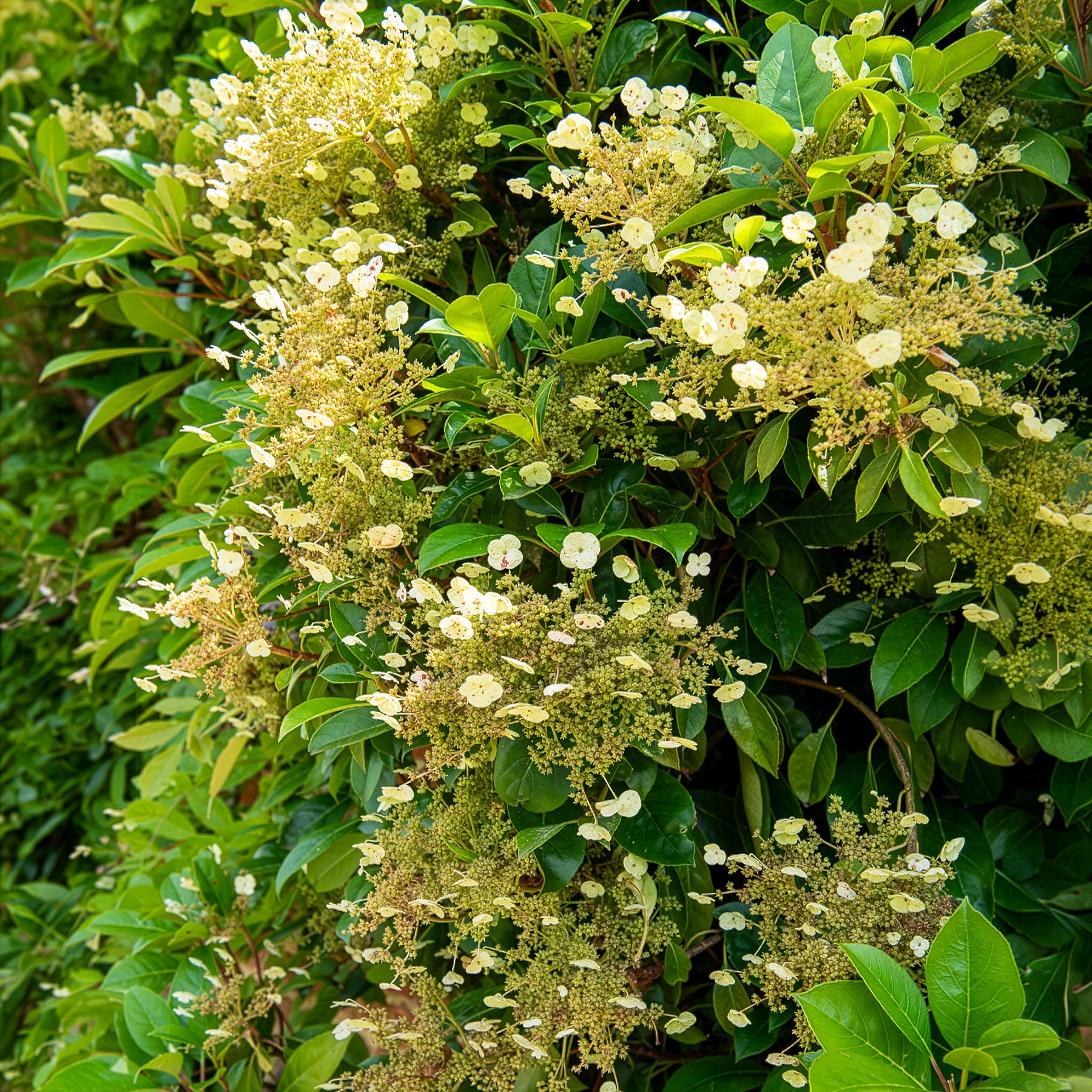 Immergrüne Kletter-Hortensie - Hydrangea seemanii - Bakker