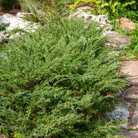 Kriech-Wacholder Wiltonii - Bakker