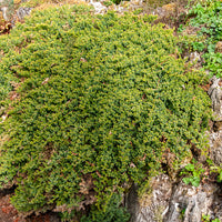 Bodendecker - Zwerg-Wacholder Nana - Juniperus procumbens Nana