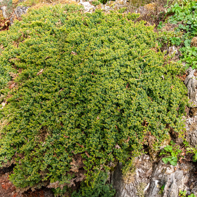 Bodendecker - Zwerg-Wacholder Nana - Juniperus procumbens Nana