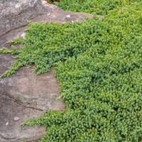Zwerg-Wacholder Nana - Juniperus procumbens Nana - Bakker