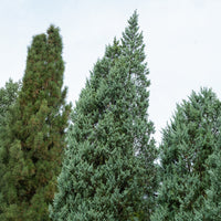 Felsen-Wacholder ‘Moonglow’ - Juniperus scopulorum Moonglow - Bakker