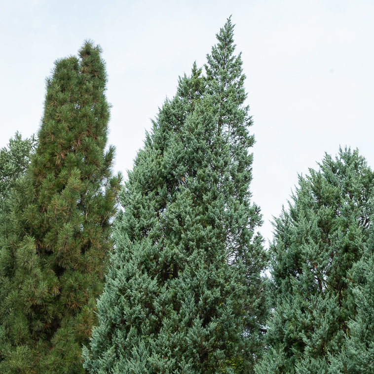 Felsen-Wacholder ‘Moonglow’ - Juniperus scopulorum Moonglow - Bakker