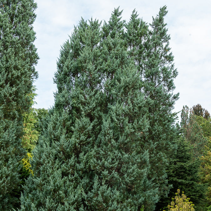 Felsen-Wacholder ‘Moonglow’ - Bakker