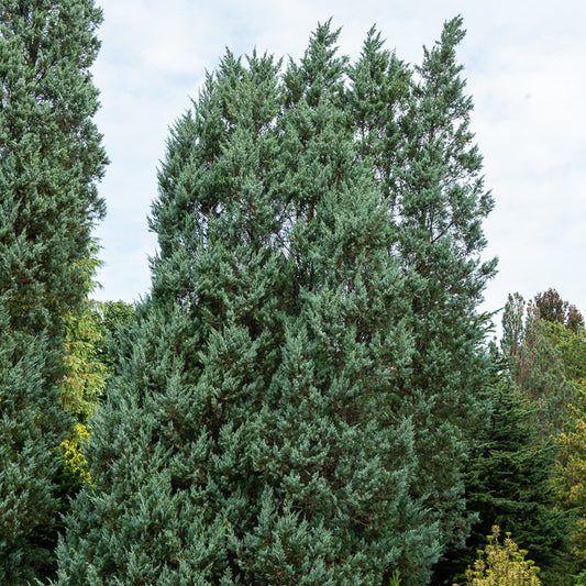 Felsen-Wacholder ‘Moonglow’ - Bakker