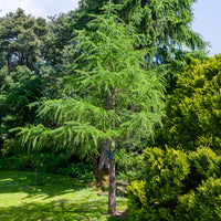 Lärche - Europäische Lärche - Larix decidua