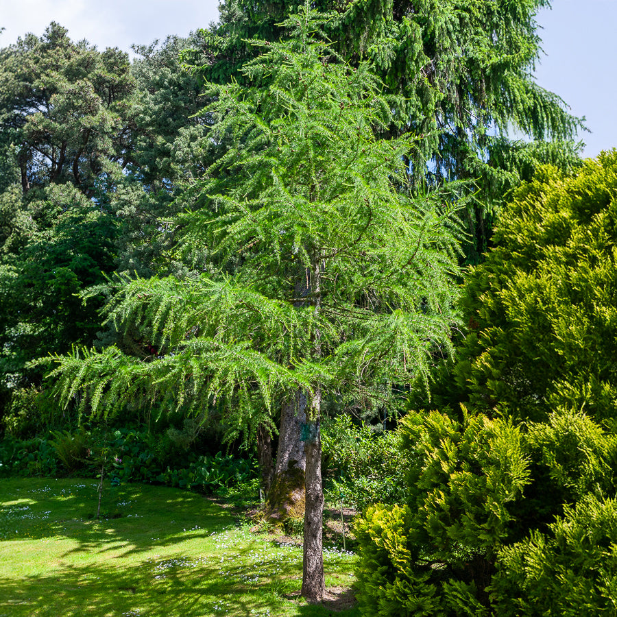 Lärche - Europäische Lärche - Larix decidua