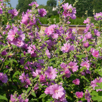 Lavatera Bredon Springs - Lavatera Bredon Springs - Bakker