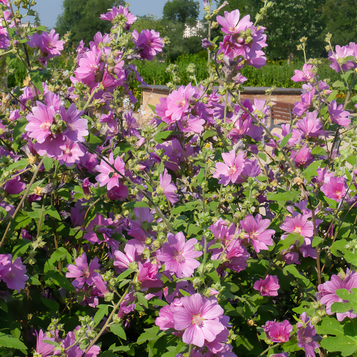 Lavatera Bredon Springs - Lavatera Bredon Springs - Bakker