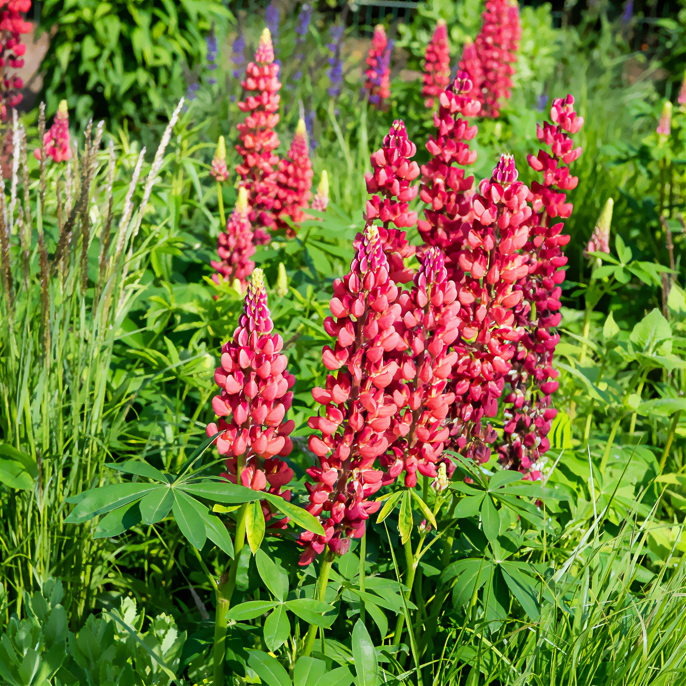 Lupine ‘My Castle’ - Lupinus My Castle - Bakker