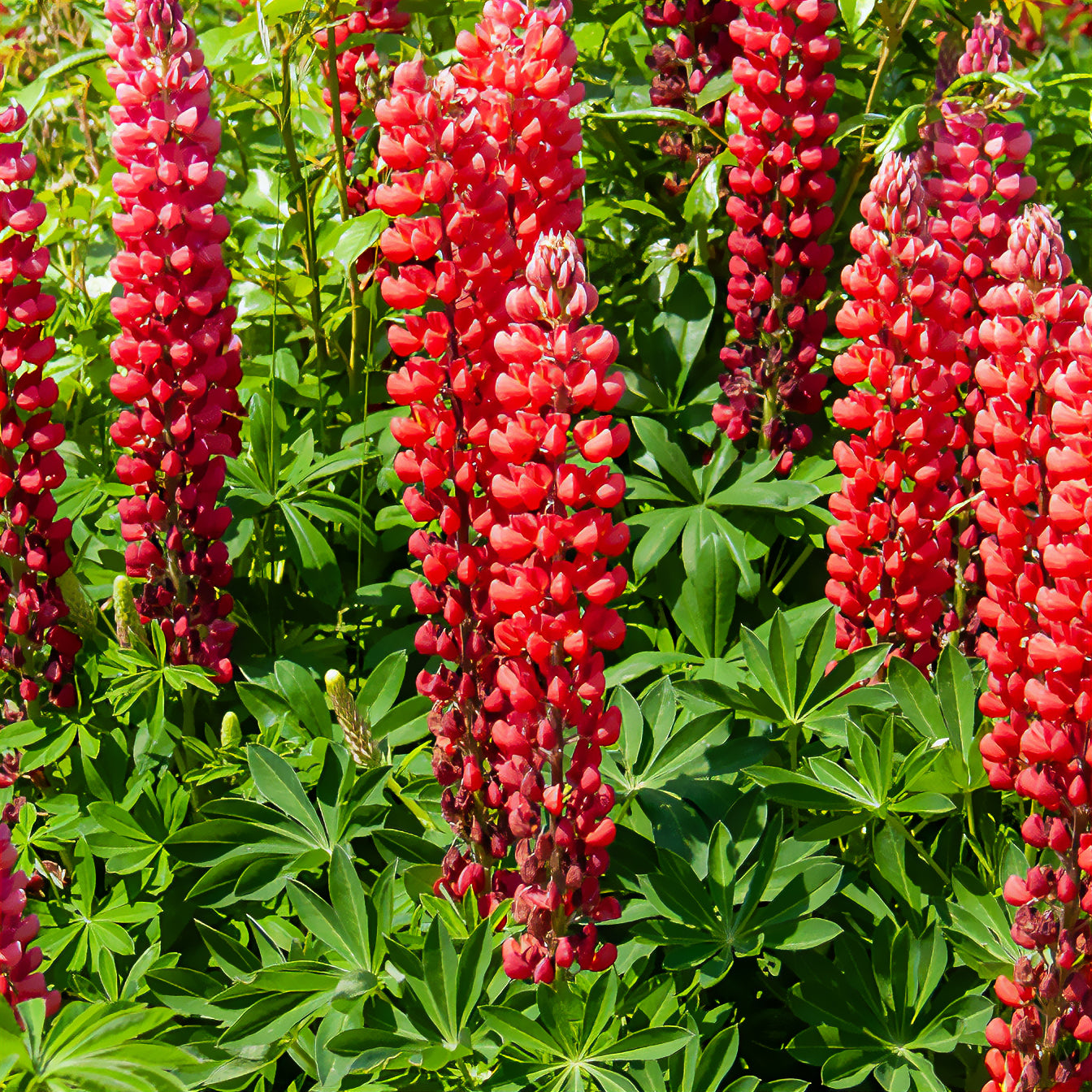 Lupine ‘My Castle’ - Bakker