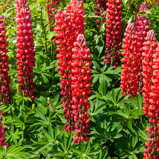 Lupine ‘My Castle’ - Bakker