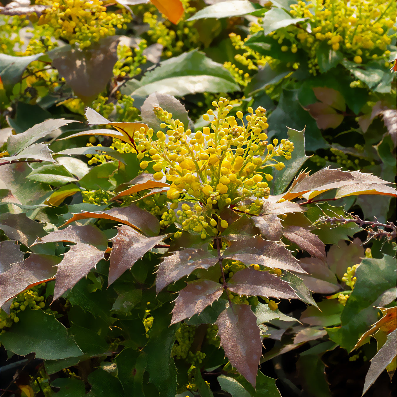 Mahonia aquifolium Apollo - Mahonie Apollo - Mahonia - Mahonie