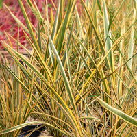 Neuseeländischer Flachs Golden Ray - Phormium tenax Golden Ray - Bakker
