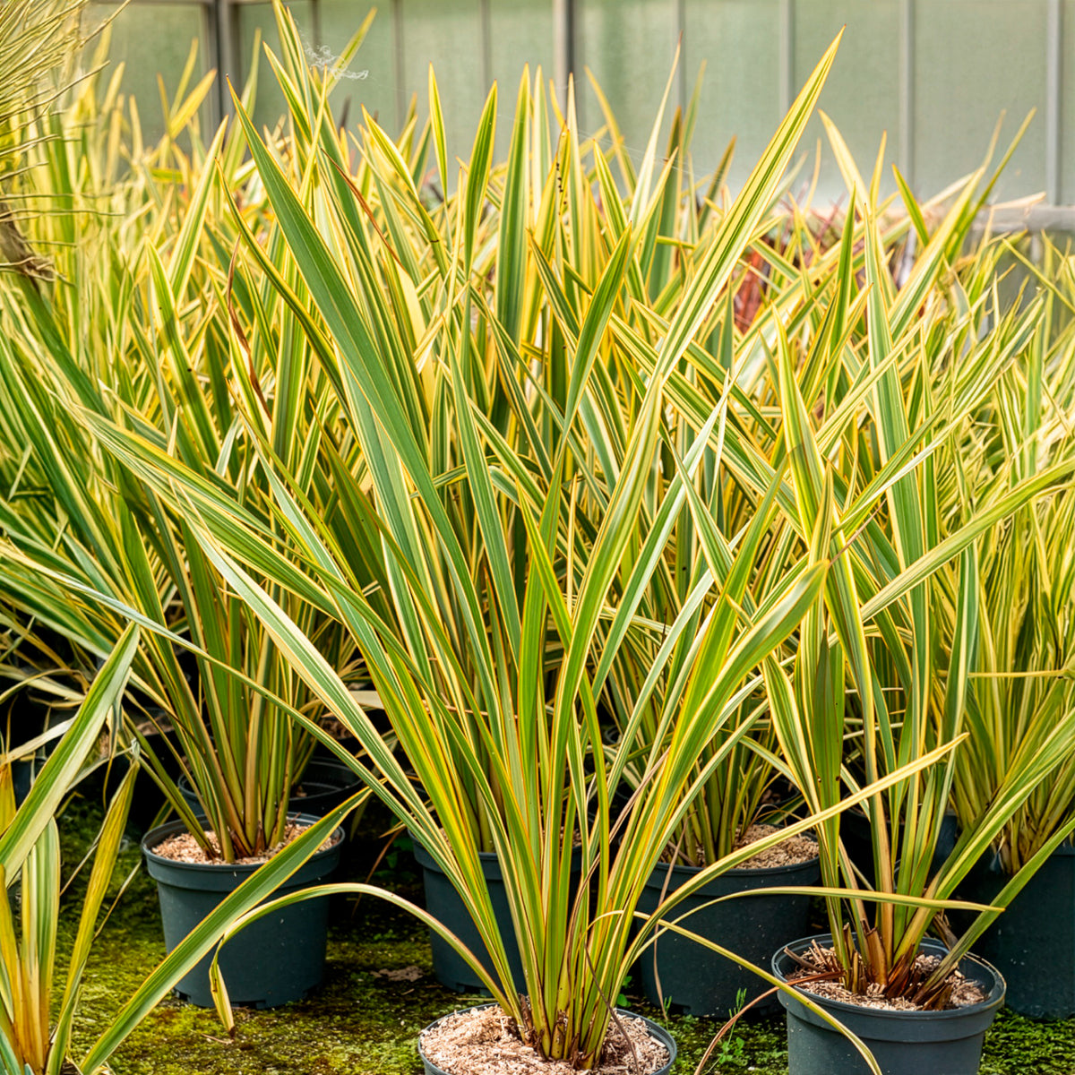 Phormium tenax Golden Ray - Neuseeländischer Flachs Golden Ray - Neuseeländischer Flachs - Phormium