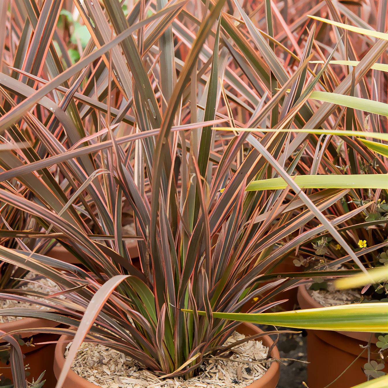 Neuseeländischer Flachs Rainbow Queen - Phormium tenax Rainbow Queen - Bakker