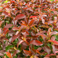 Glanzmispel ‘Camilvy’ - Photinia x fraseri Camilvy - Bakker