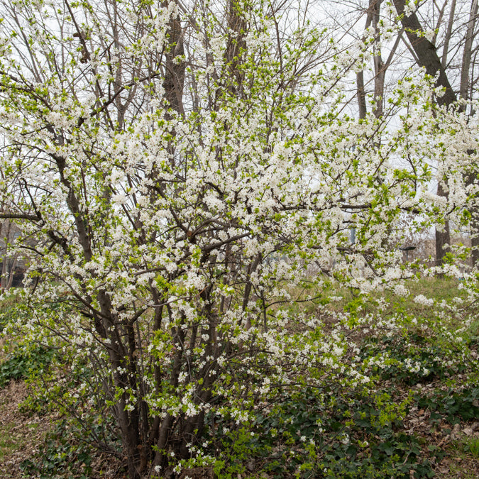 Schlehe - Prunus spinosa - Bakker