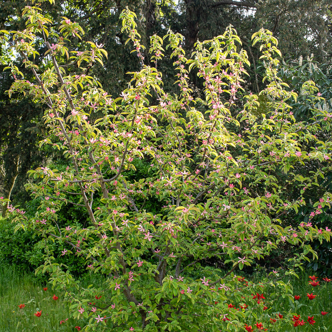Chinesische Quitte - Pseudocydonia sinensis - Bakker