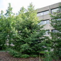 Pseudotsuga menziesii - Douglasie - Nadelbäume