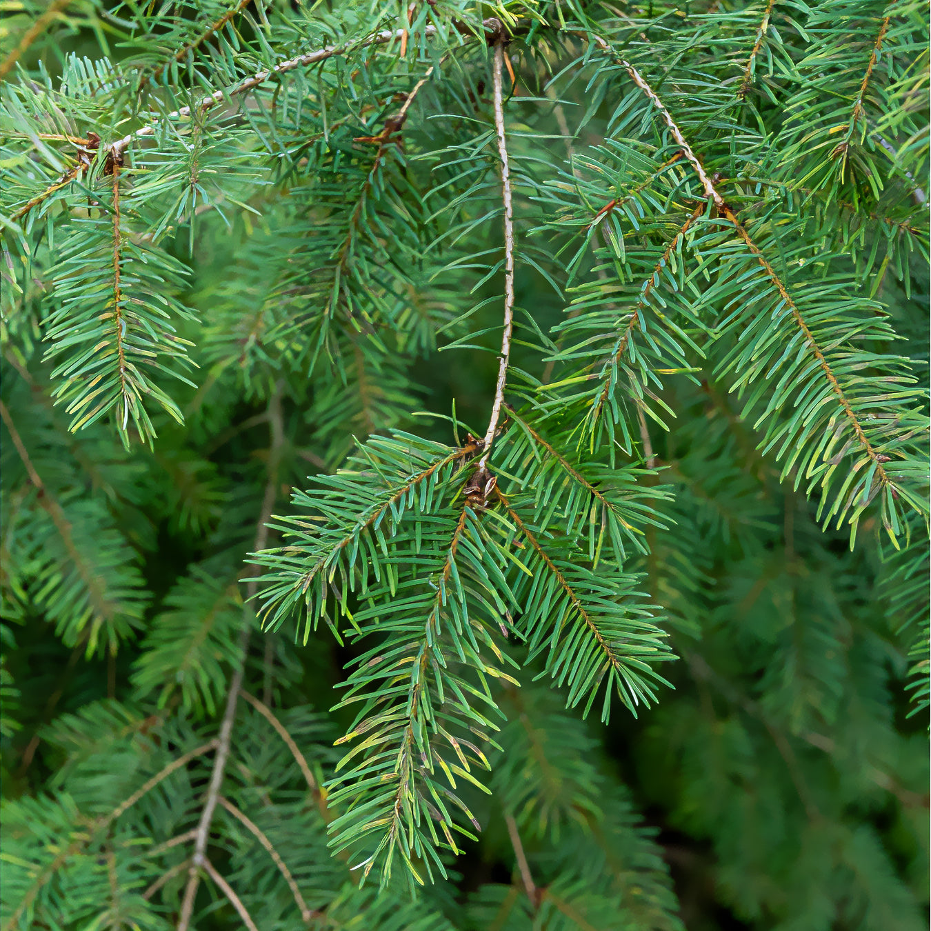 Douglasie - Pseudotsuga menziesii - Bakker