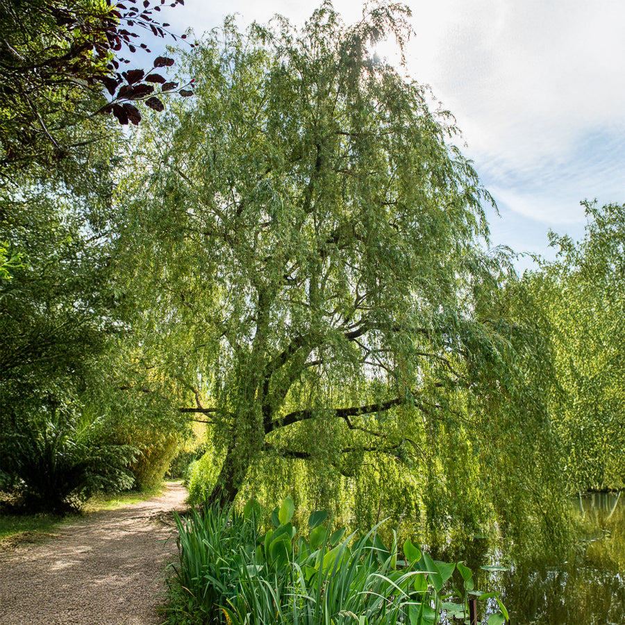 Verkauf Trauerweide - Salix babylonica