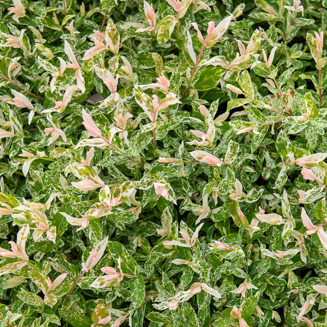 Salix integra Flamingo - Harlekinweide auf Stamm - Flamingo - Weide